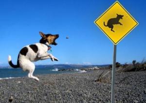 perro Foto extraida de: http://ratonerobodegueroandaluzdelmayeto.blogspot.com